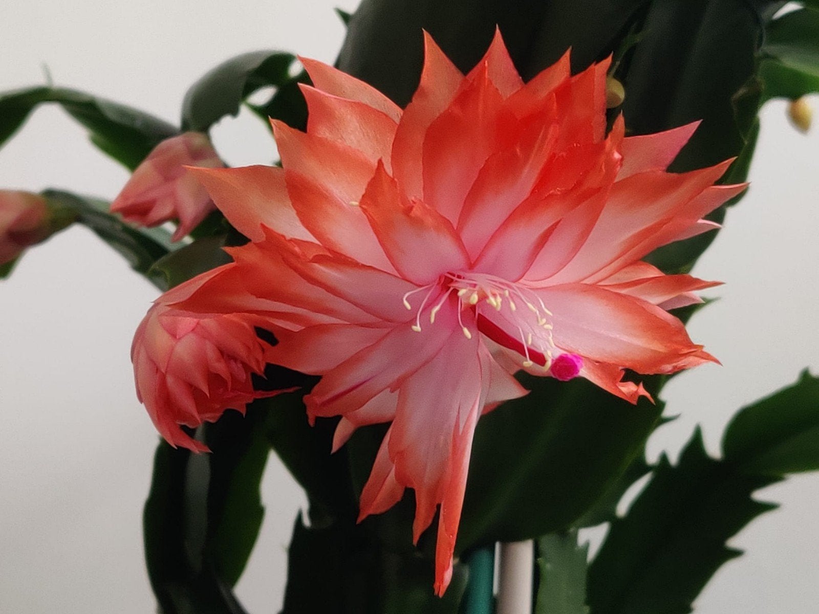 Schlumbergera 'Olivia Sofia' (double) stek ongeworteld, Verzenden, Halfschaduw, Minder dan 100 cm