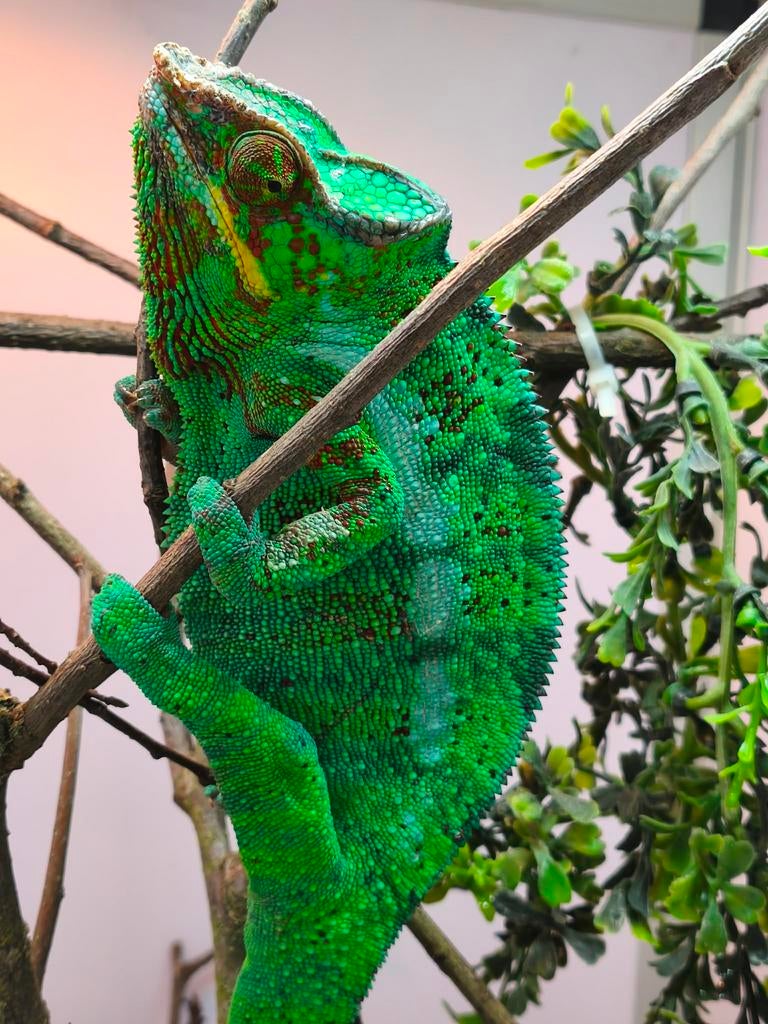 Furcifer pardalis 1.0 Chameleon - male for sale from Liliën