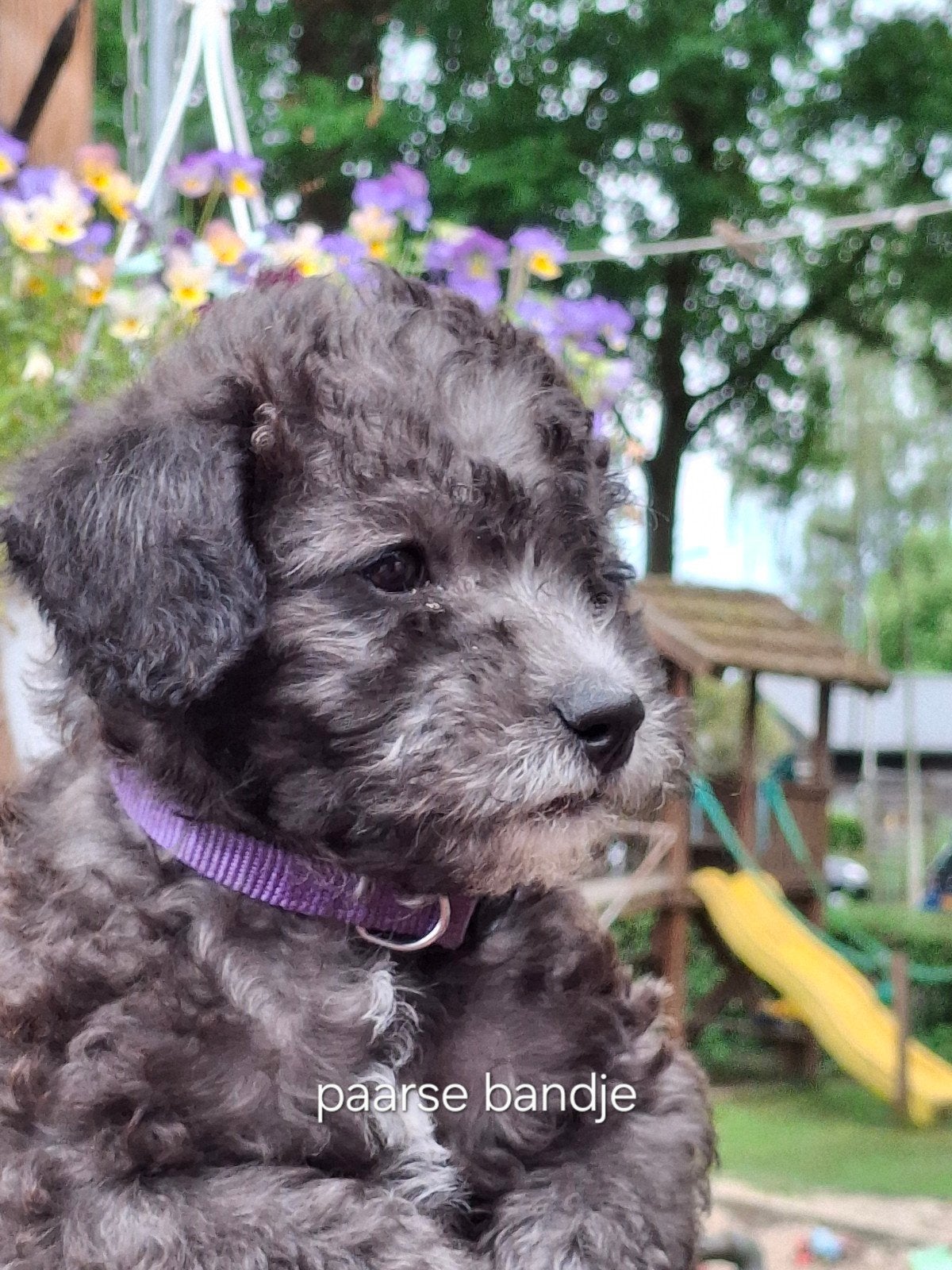 Pups toy poedel, 8 tot 15 weken, Meerdere, Meerdere dieren, Middel