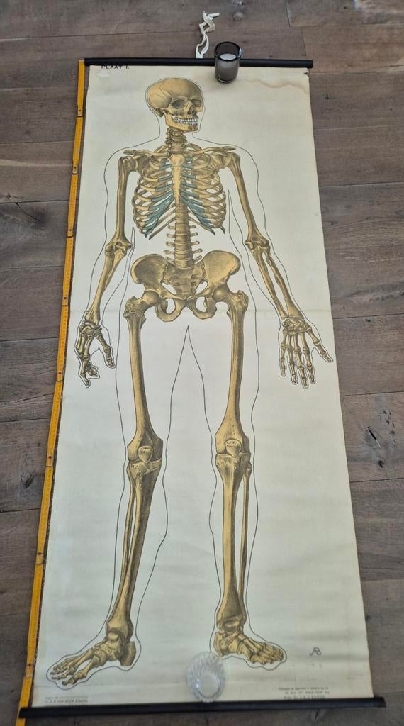 Vintage Canvas Schoolplaat Skelet 170x68cm, Ophalen of Verzenden, Natuur en Biologie
