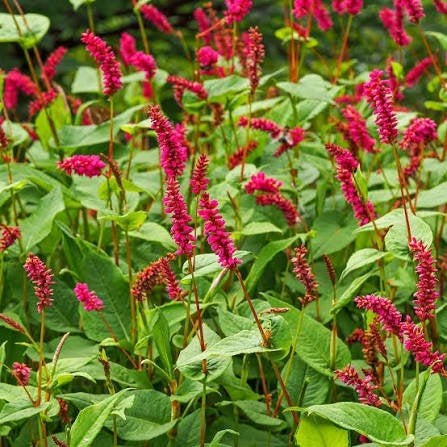 150 vaste planten voor 75 euro, Tuin en Terras, Ophalen, Zomer, Vaste plant, Volle zon