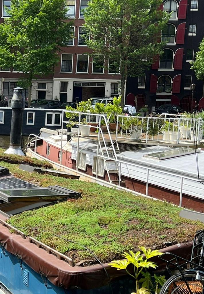 19 m2 sedumdak, Ophalen of Verzenden, Overige typen, 5 meter of hoger