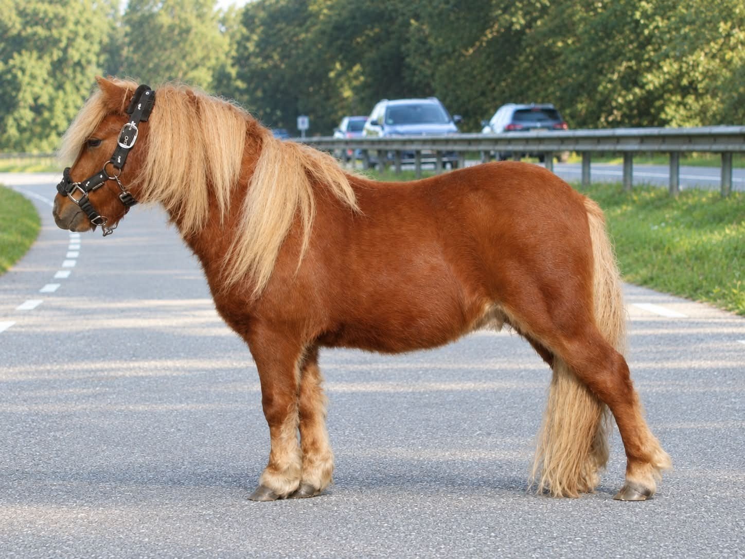 Te koop 4 prachtige en lieve shetlander ruinen, Dieren en Toebehoren, A pony (tot 1.17m), Gechipt, 0 tot 2 jaar