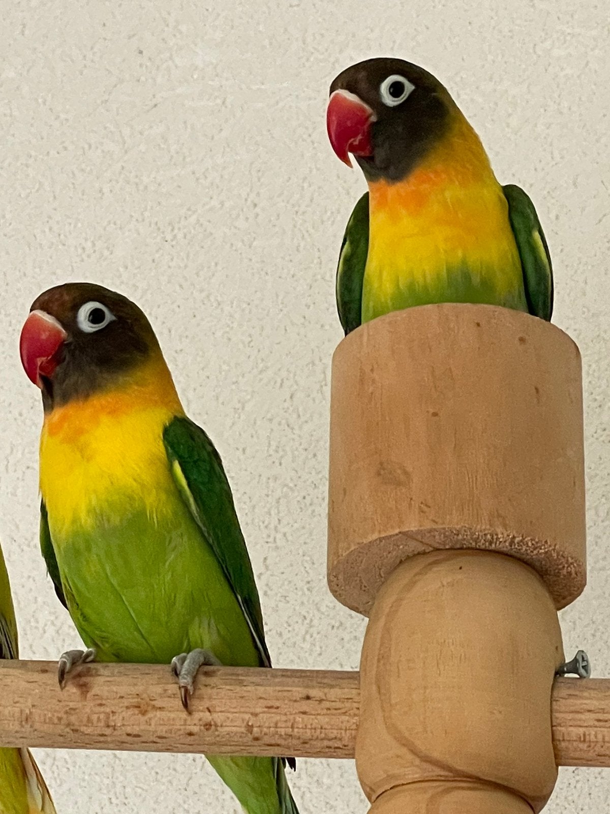Prachtige Handtamme Jonge Agapornis Dwergpapegaai Lovebird, Dieren en Toebehoren, Vogels | Parkieten en Papegaaien, Meerdere dieren