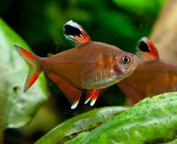 Hyphessobrycon rosaceus. Rosy tetra, Vis, Zoetwatervis, Schoolvis