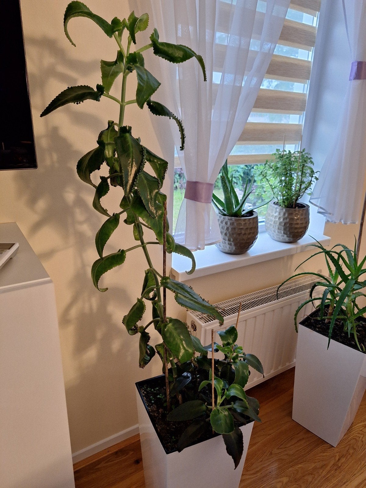 Kalanchoe daigremontiana, Mother of Thousands kamerplant, Huis en Inrichting, Kamerplanten, Ophalen of Verzenden, Halfschaduw