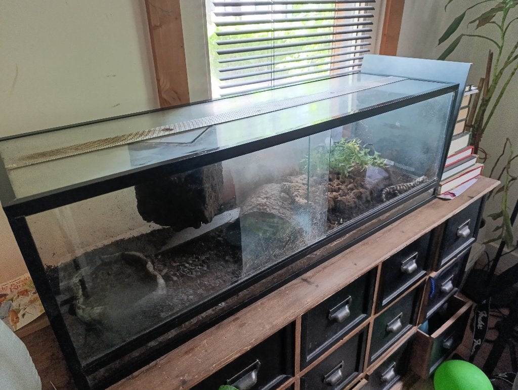 Tijger salamander met terrarium, Amfibie, Met terrarium, 3 tot 6 jaar