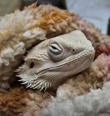 Zero baardagaam Bearded Dragon photo 2