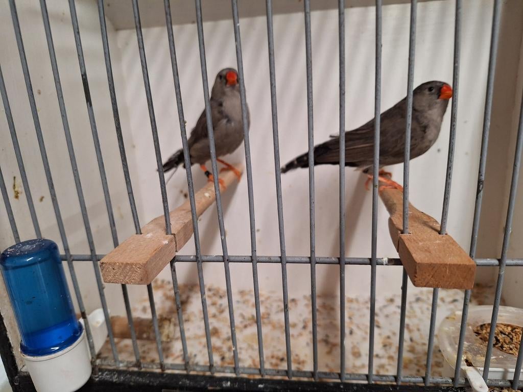 Zebravink charcoal poppen, Dieren en Toebehoren, Vogels | Overige Vogels, Vrouwelijk, Geringd