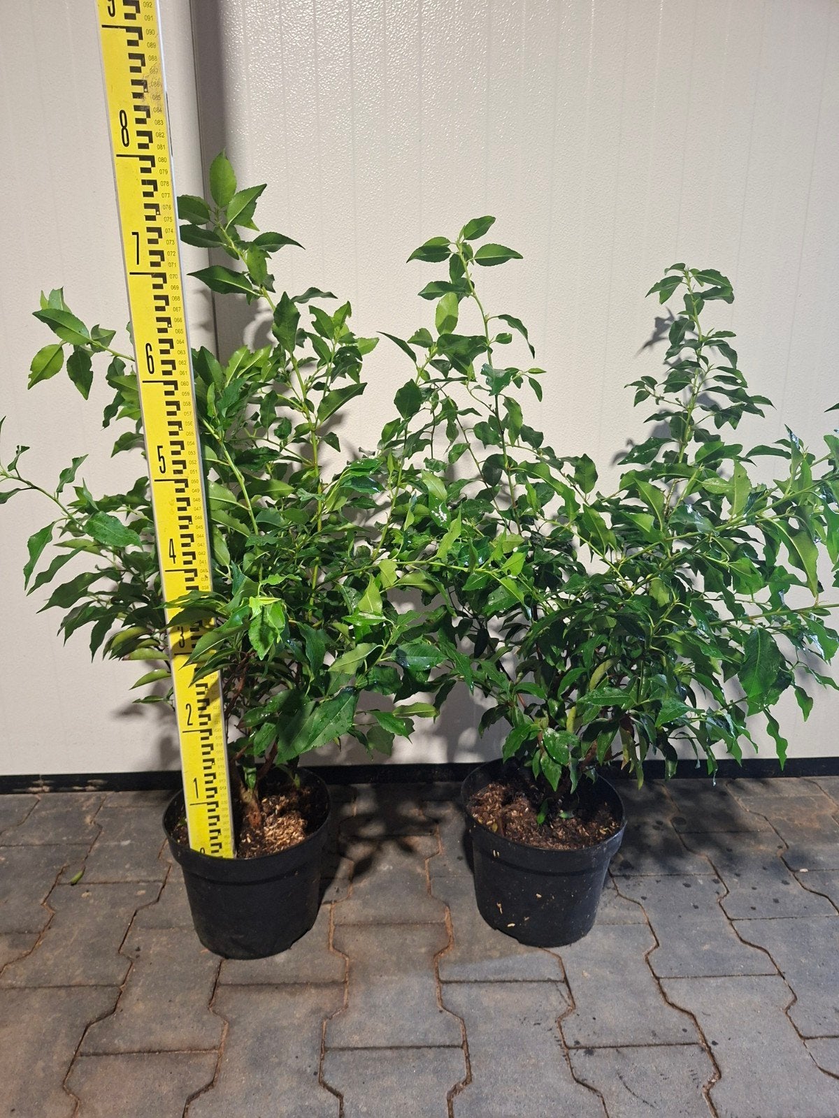 Prunus Lusitanica Angustifolia - Portugese Laurier, Ophalen, Overige soorten, Halfschaduw