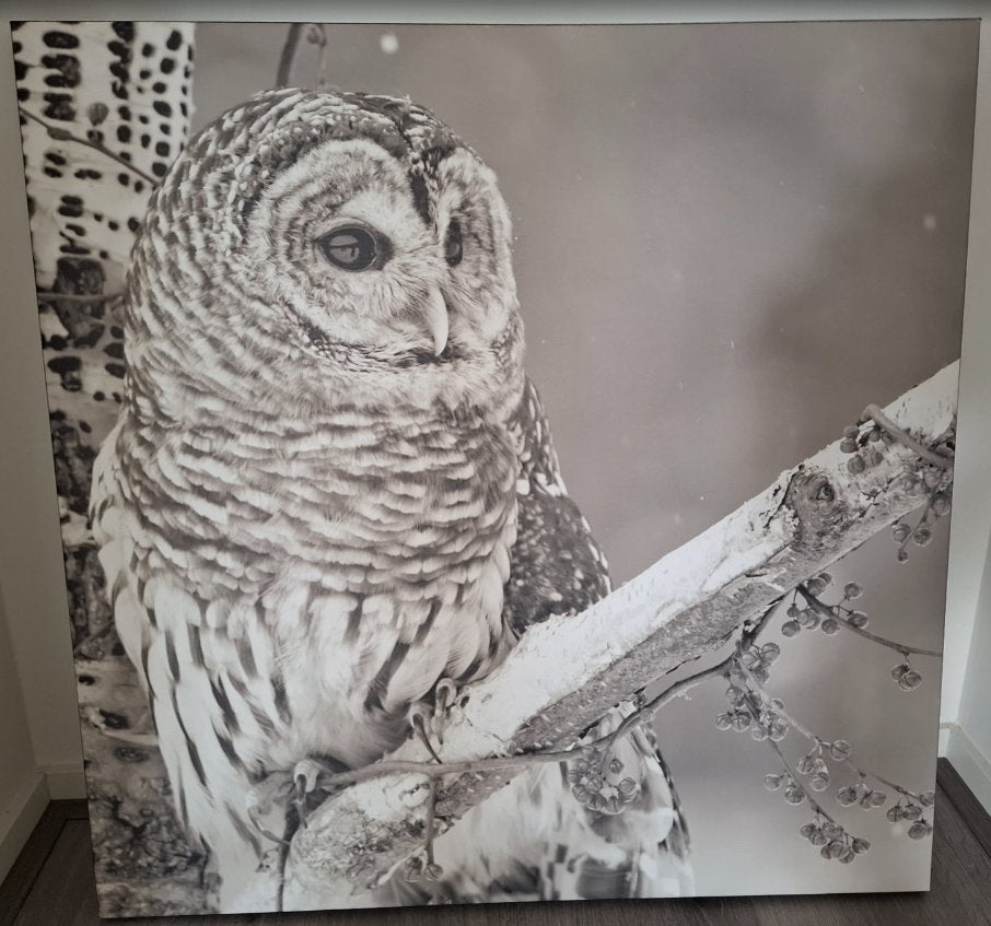 canvas poster van een sneeuwuil, Ophalen, Papier/karton, Decoratieobject, Zo goed als nieuw