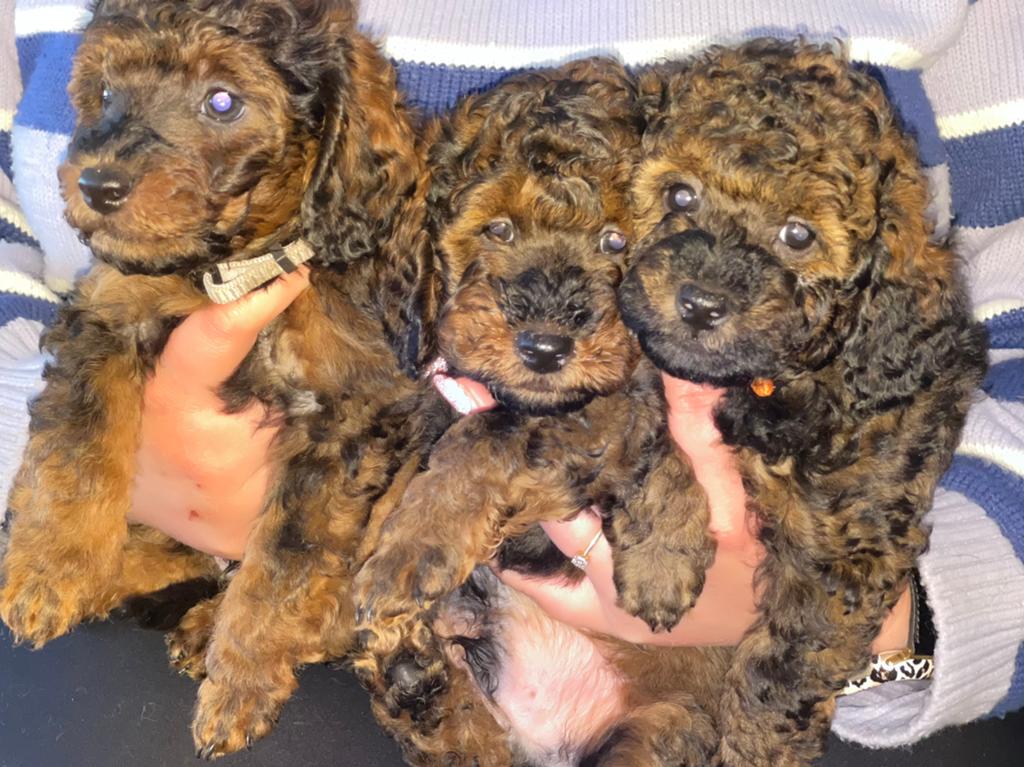 Dwergpoedel pups, Dieren en Toebehoren, Poedel, Parvo, Reu, 8 tot 15 weken