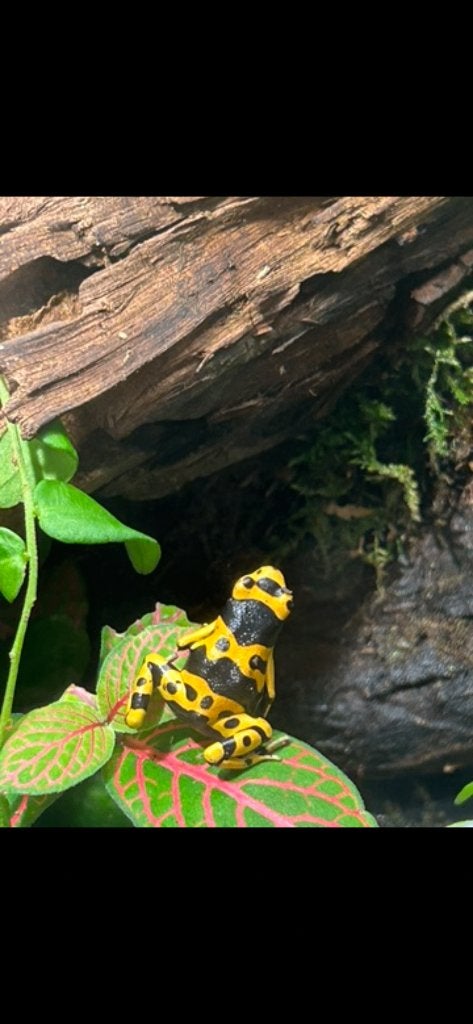2x Dendrobates Leucomelas, Amfibie, 0 tot 2 jaar