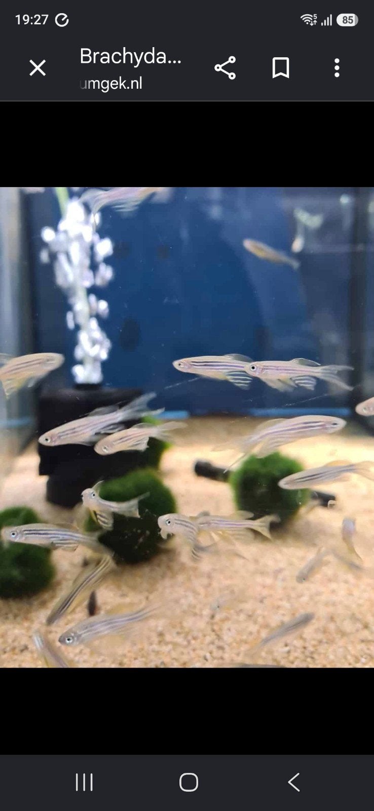 zebra danio longfin, Dieren en Toebehoren, Vis
