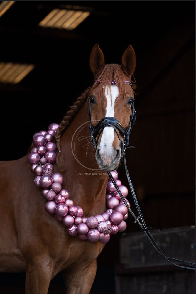 Lieve drachtige fokmerrie springgefokt!, Merrie, Springpaard, Met stamboom, Niet van toepassing