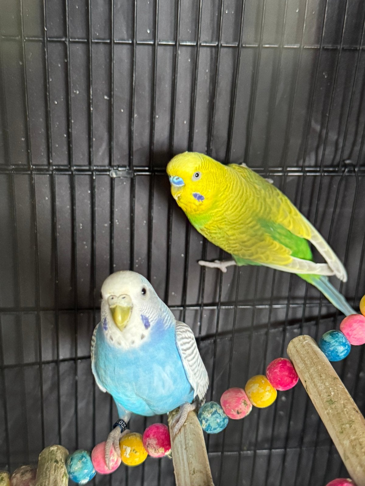 2 Budgies + Cage + All Accessories ( free delivery), Dieren en Toebehoren, Vogels | Parkieten en Papegaaien, Meerdere dieren, Parkiet