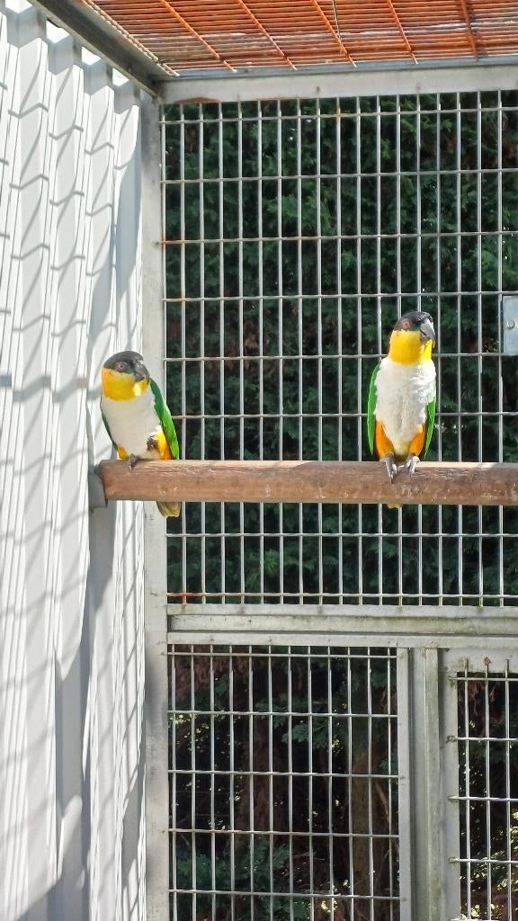 Te koop prachtig koppel zwartkop caiques, Meerdere dieren, Papegaai, Geringd
