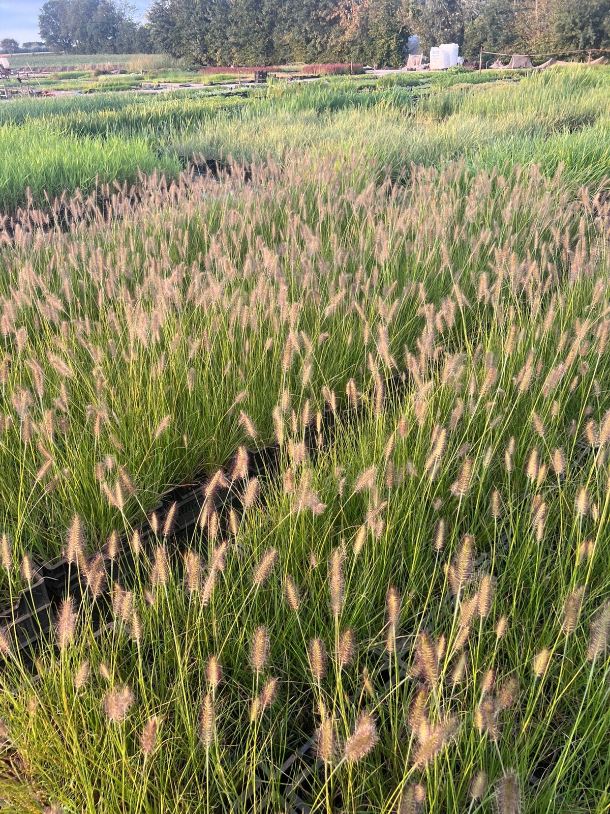 Siergrassen | lampenpoetsergras / pennisetum / panicum, Tuin en Terras, Ophalen, Volle zon, Vaste plant, Siergrassen