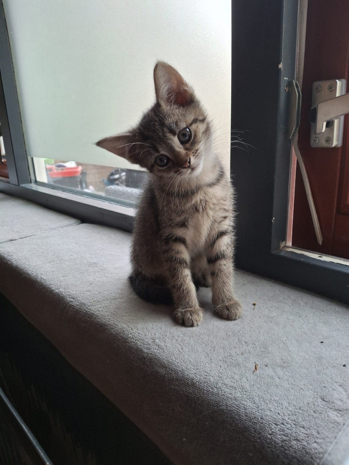 Kittens.. Poes en Kater nog beschikbaar, mogen direct mee., Dieren en Toebehoren, Ophalen