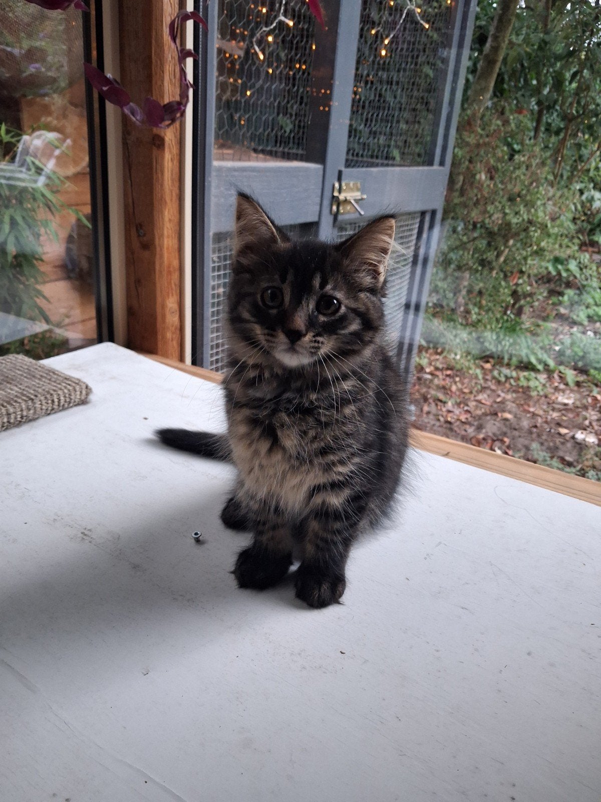 Kruising Noorse boskat kittens, Dieren en Toebehoren, Katten en Kittens | Raskatten | Langhaar, Meerdere dieren