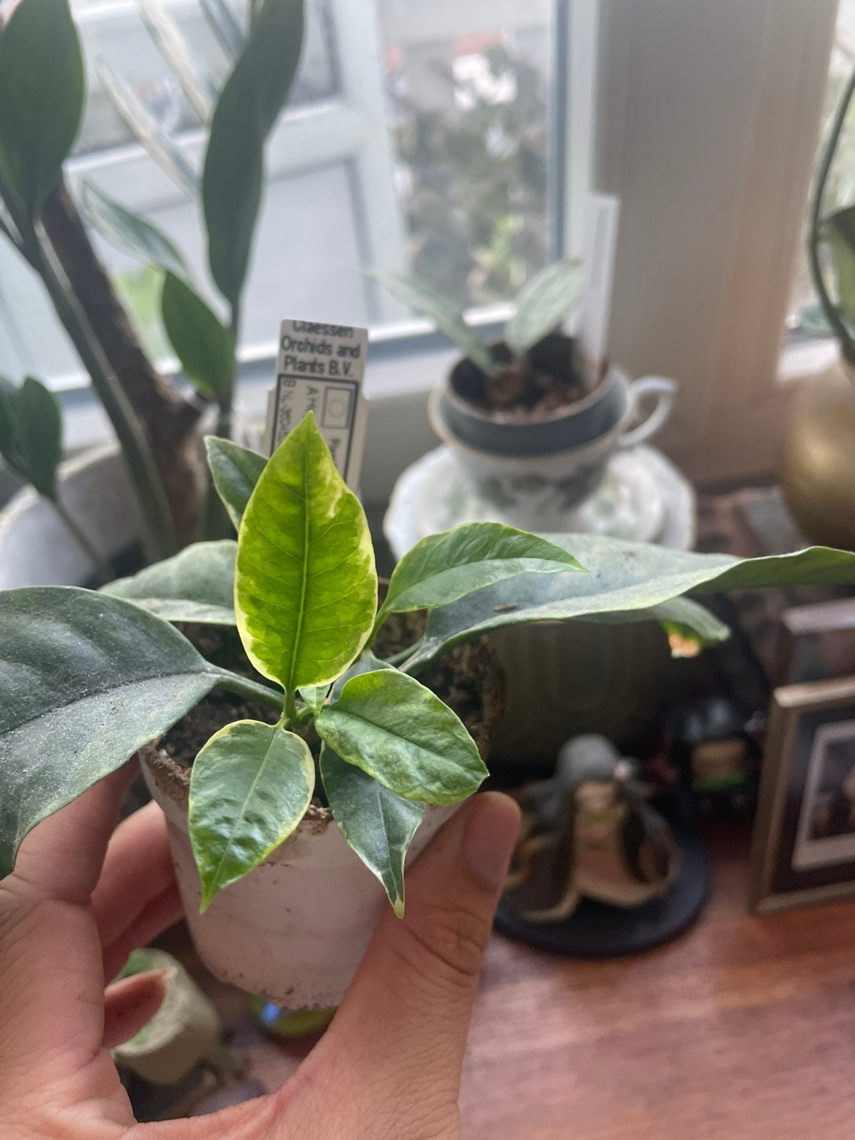 Hoya multiflora variegata, Huis en Inrichting, Kamerplanten, Ophalen, Halfschaduw, Minder dan 100 cm