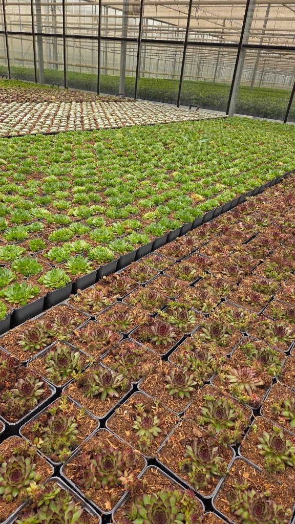 Sempervivum - Mix - Rotsplant - diverse kleuren, Bodembedekkers, Volle zon, Vaste plant, Ophalen of Verzenden