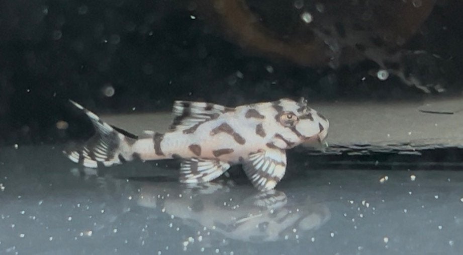 Hypancistrus sp.L236 Super Whites plecos - 4/4.5cm, Dieren en Toebehoren, Vis, Zoetwatervis