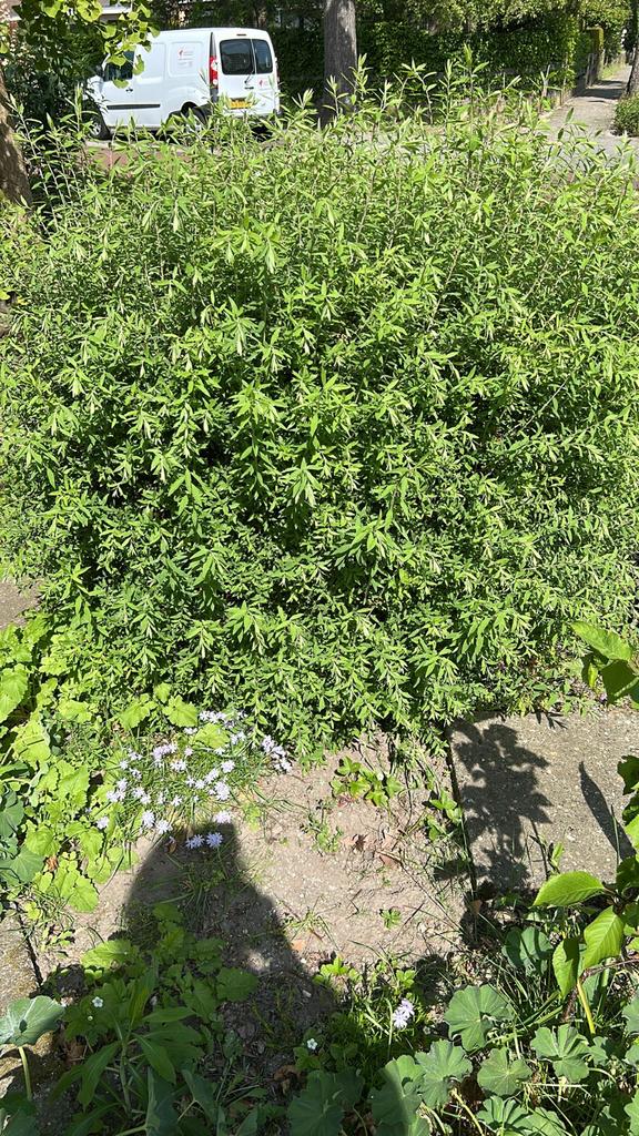 Diverse tuinplanten: struiken en bodembedekkers, Ophalen, Overige soorten, Minder dan 100 cm