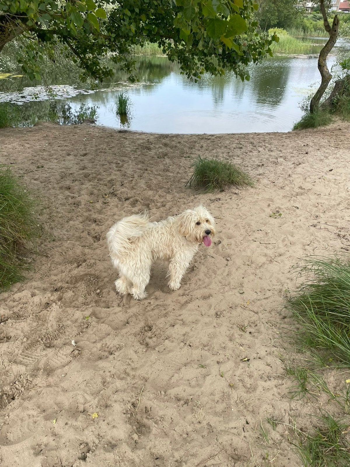 Hondenopas haarlem huiselijk, Diensten en Vakmensen, Dieren | Honden | Verzorging, Oppas en Les
