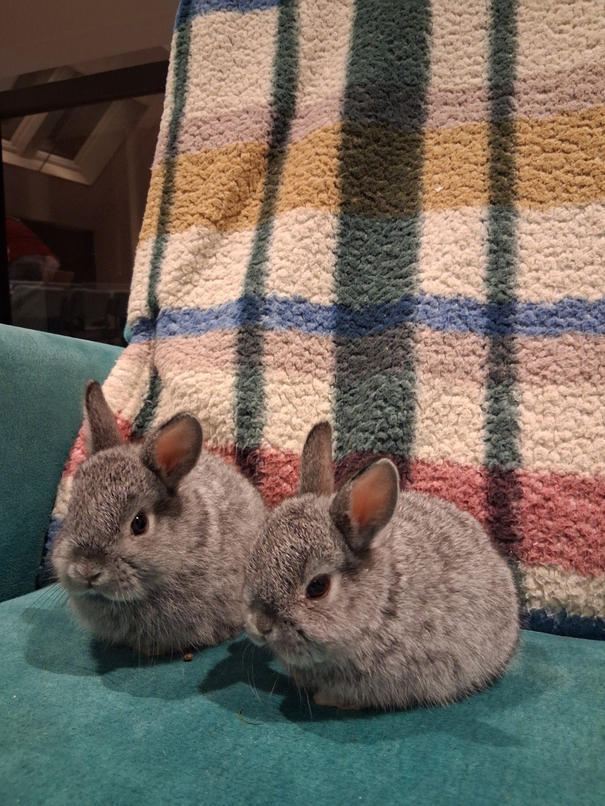 dwerg konijnen, Meerdere dieren, Dwerg, Hangoor, 0 tot 2 jaar