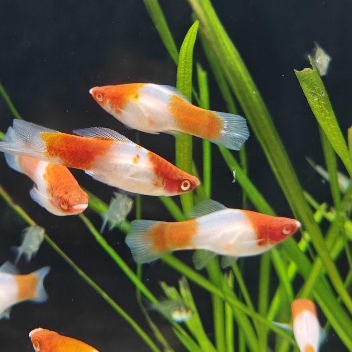 Xiphophorus helleri, Vis