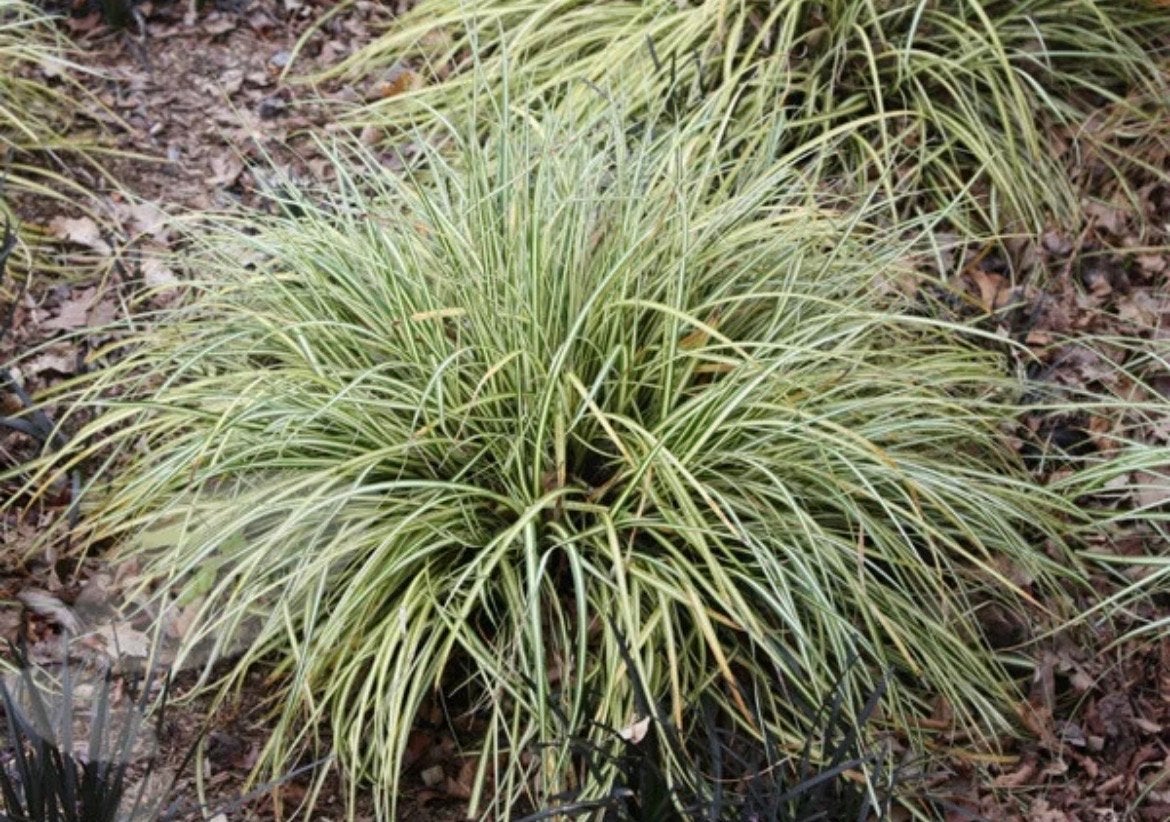 Carex oshimensis 'Evergold' - Japanse zegge, Tuin en Terras, Ophalen, Vaste plant, Siergrassen, Bloeit niet