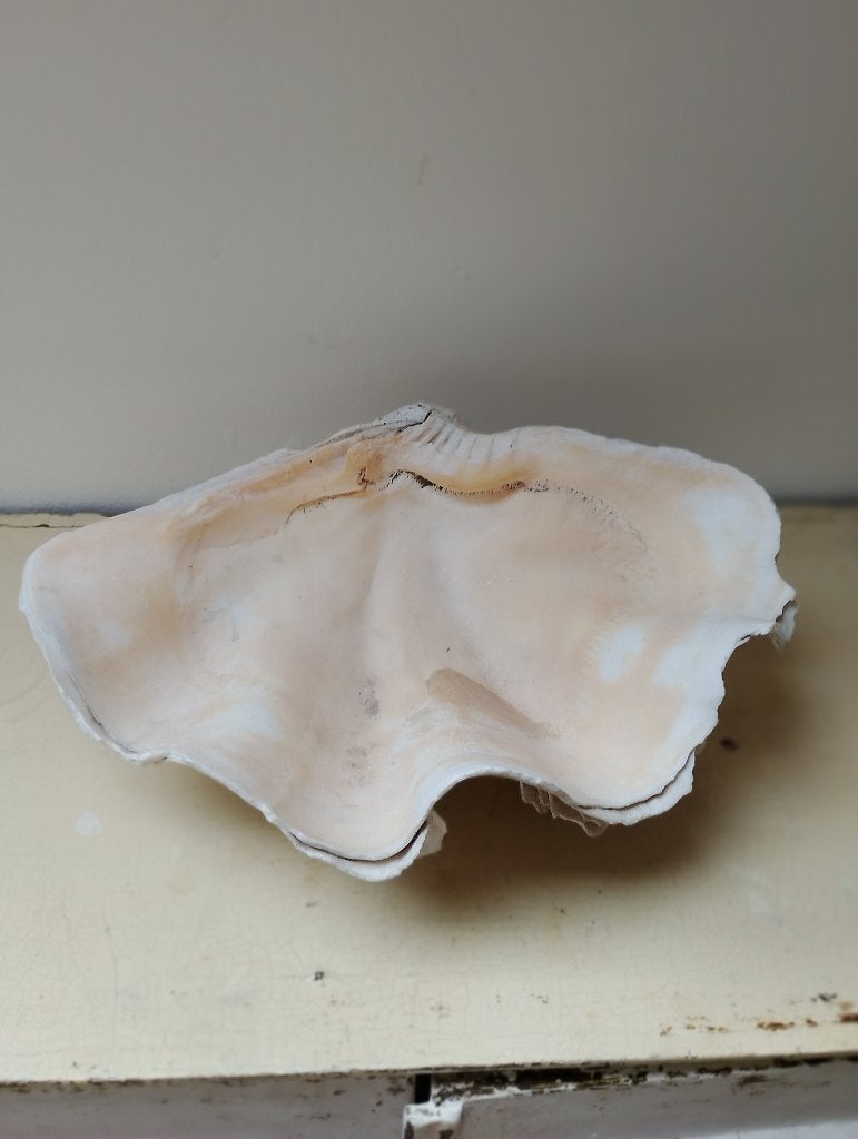 Gigantische schelp originele Tridacna of doopvondschelp, Verzamelen, Ophalen of Verzenden, Schelp(en)