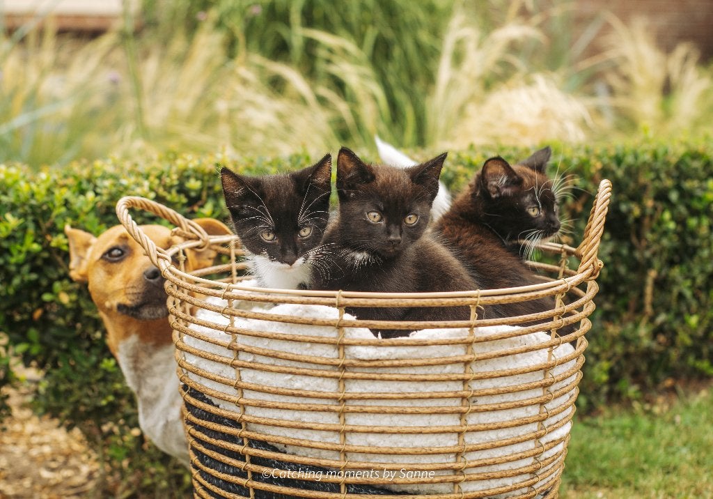 Leuke kittens zoeken een nieuw huisje!, Meerdere dieren, Kortharig, 0 tot 2 jaar