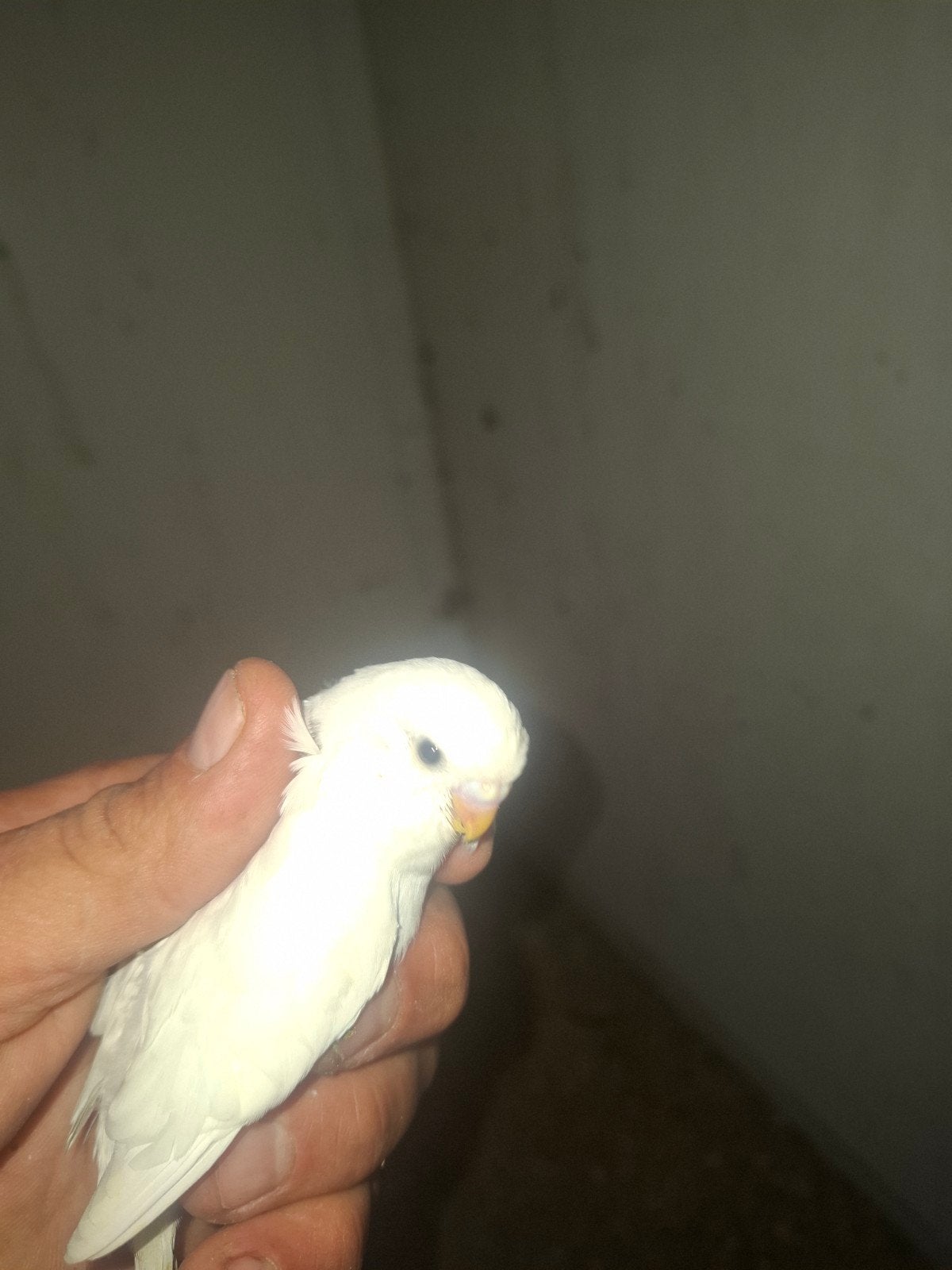 te koop 1 jongen grasparkieten, Meerdere dieren, Parkiet, Tam
