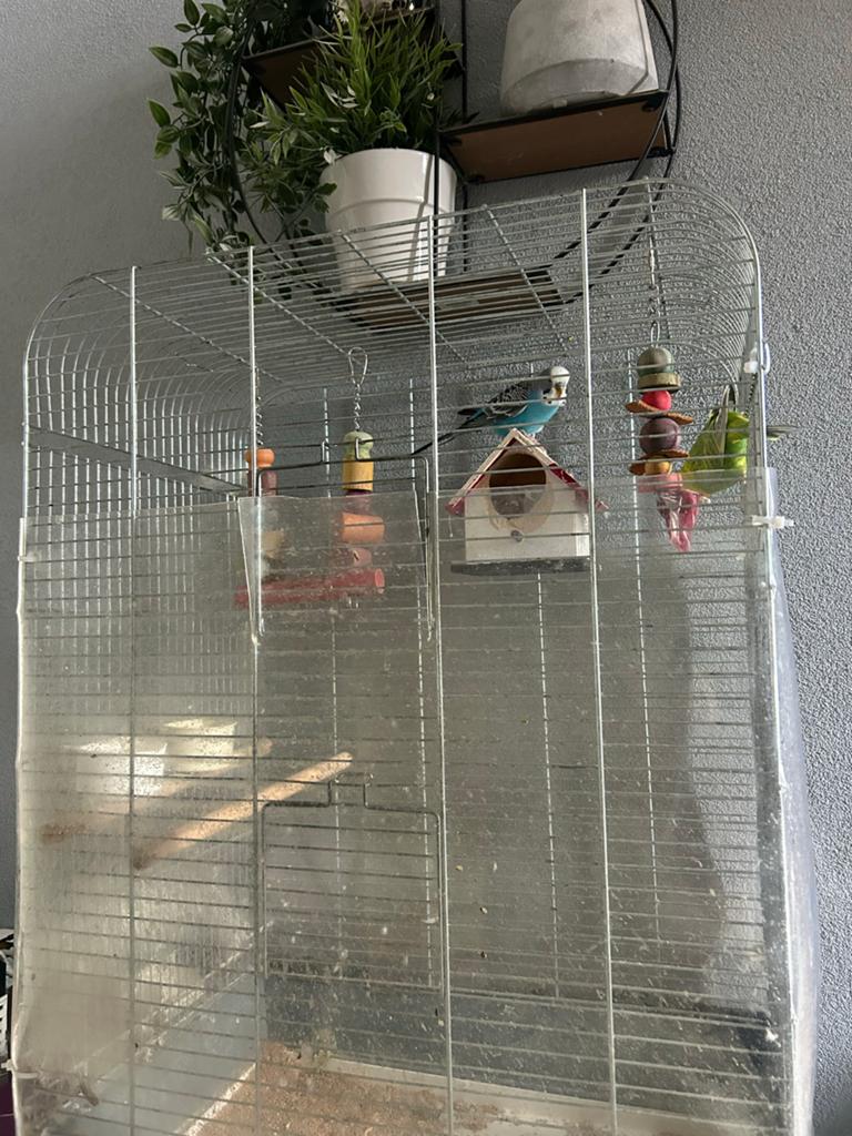 2 Grasparkieten, Dieren en Toebehoren, Ophalen of Verzenden, Hout, Vogelkooi