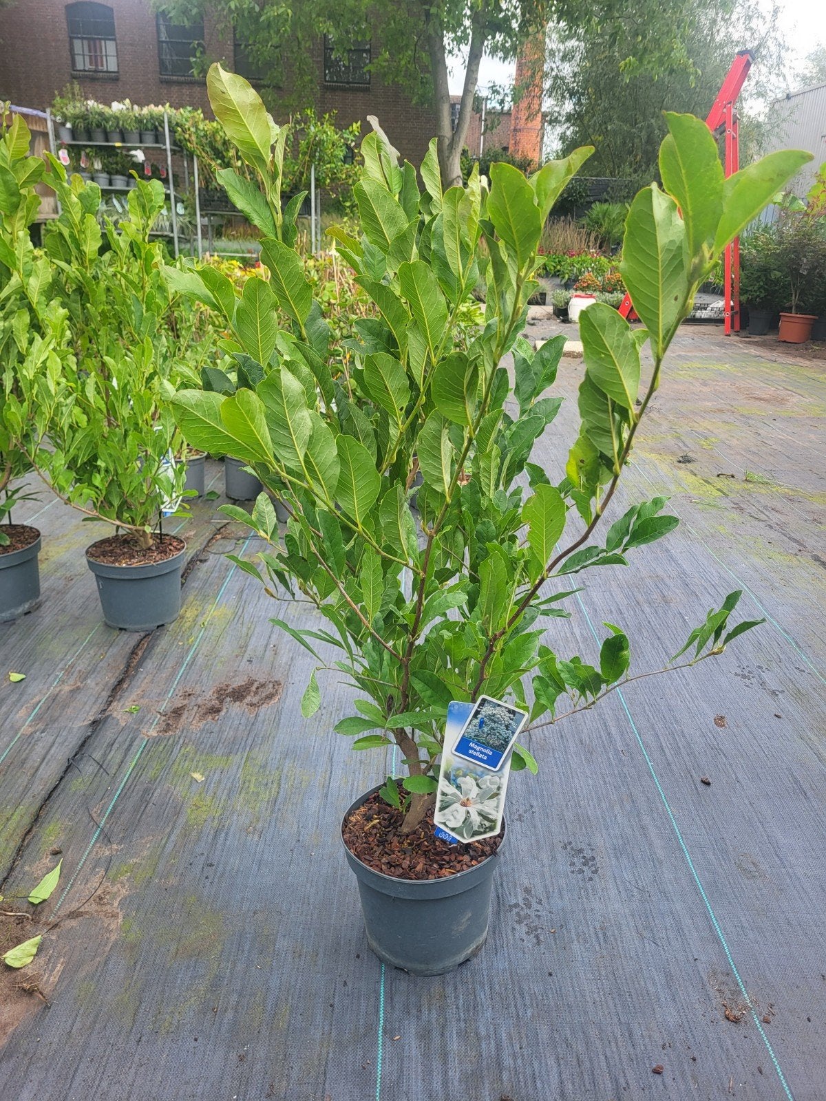 magnolia struiken !!, Ophalen of Verzenden, Overige soorten, Minder dan 100 cm