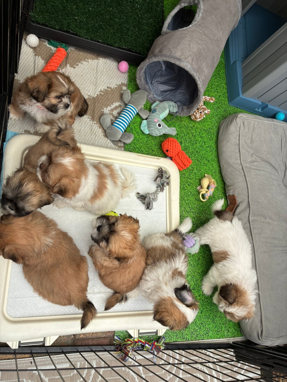 Nog 4 lieve Malshi puppy’s\Huiselijk opgevoed\Boomer reutjes, Parvo, Reu, 8 tot 15 weken, Meerdere