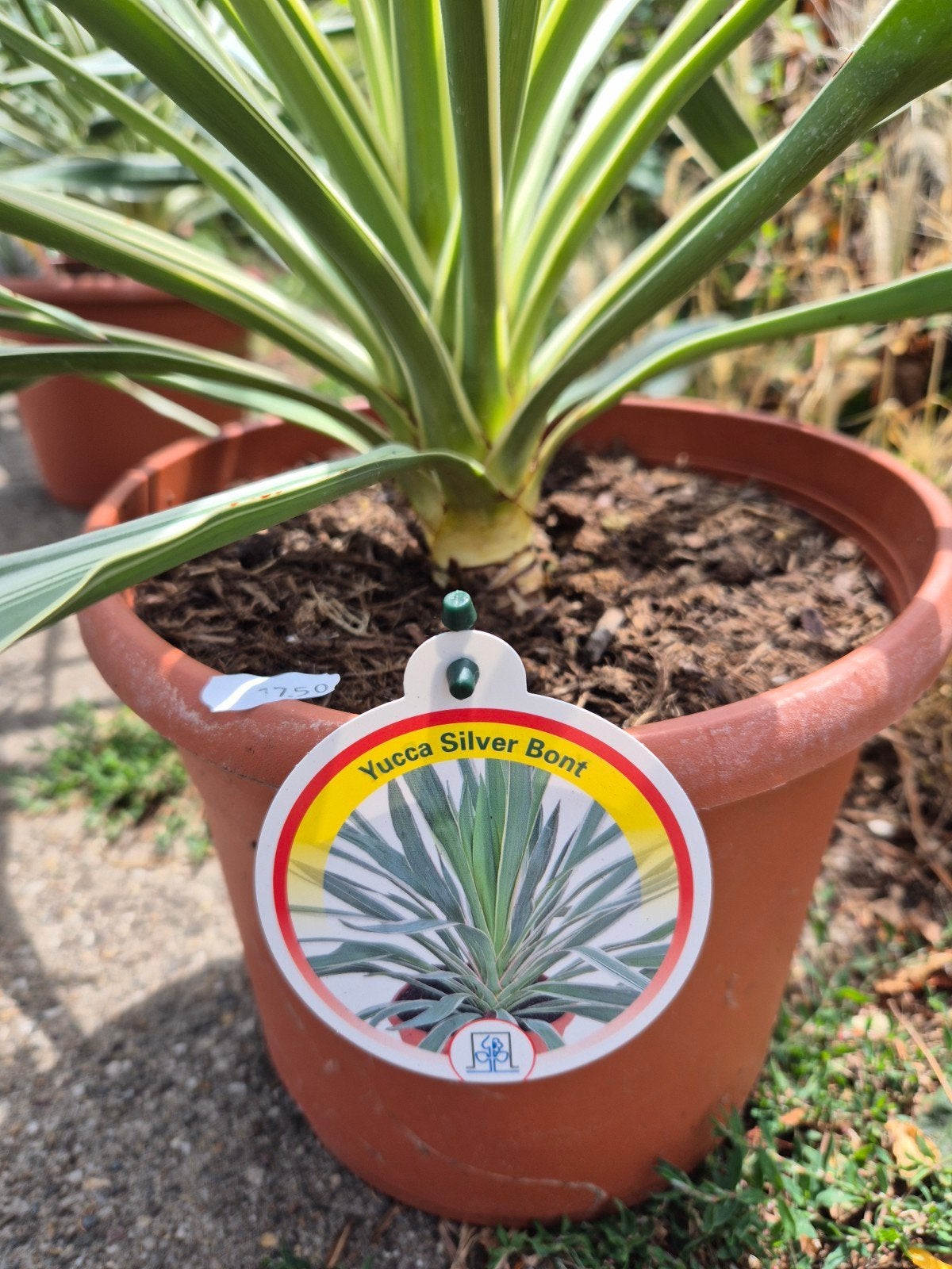 Yucca Silver Bont - Winterhard!, Ophalen, Overige soorten, Volle zon