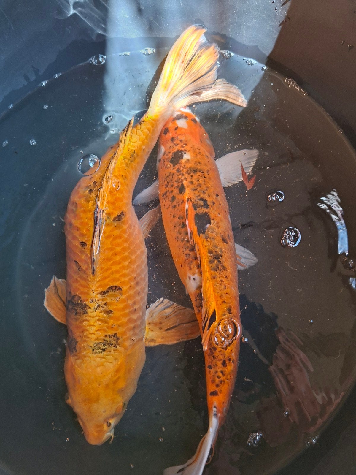 Israëlische Koikarpers 70cm lang, Dieren en Toebehoren, Karper of Koi