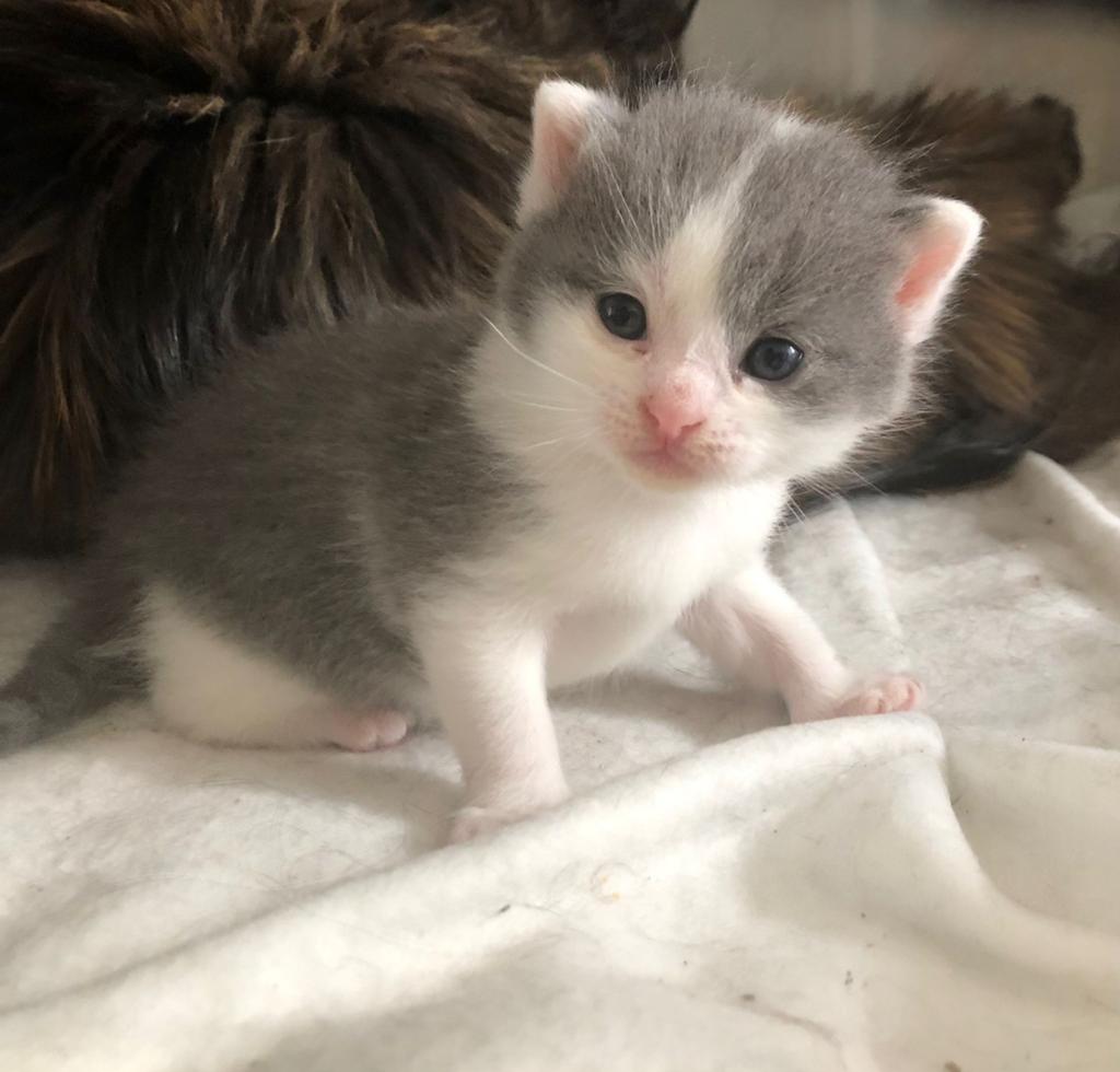 halve maincoon kittens, Dieren en Toebehoren, Katten en Kittens | Overige Katten, Meerdere dieren