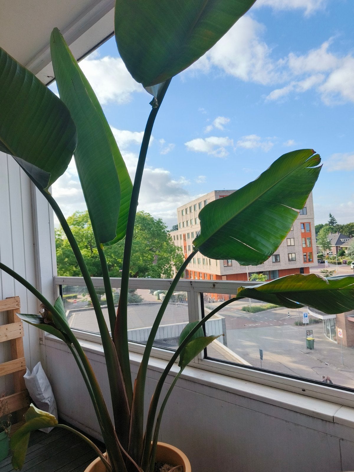 Strelitzia nikolai, house plant, Huis en Inrichting, Kamerplanten, Ophalen, Halfschaduw, Minder dan 100 cm