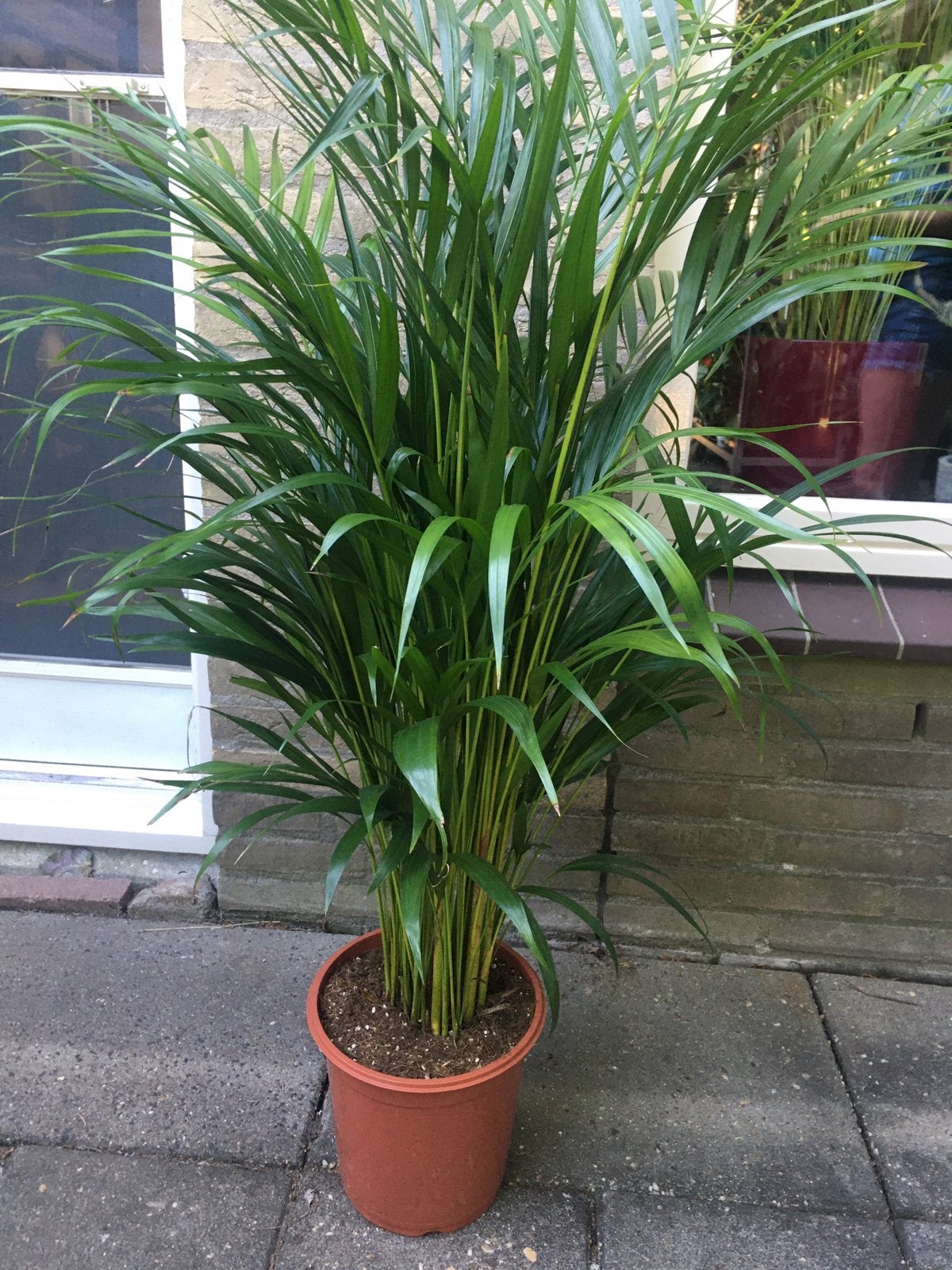Areca Palm. goud Palm. Vers van de veiling, Ophalen, 100 tot 150 cm, Palm, Halfschaduw