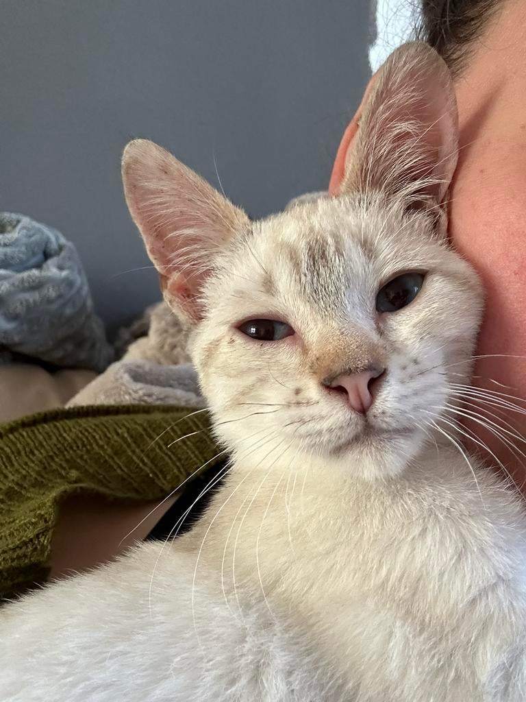 Dit lieve katertje zoekt een foreven home, Dieren en Toebehoren, Kater, Gechipt, 0 tot 2 jaar