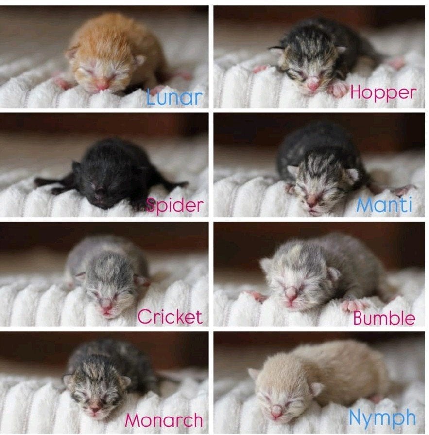 Kruising maine coon poesjes, Dieren en Toebehoren, Katten en Kittens | Overige Katten, Poes