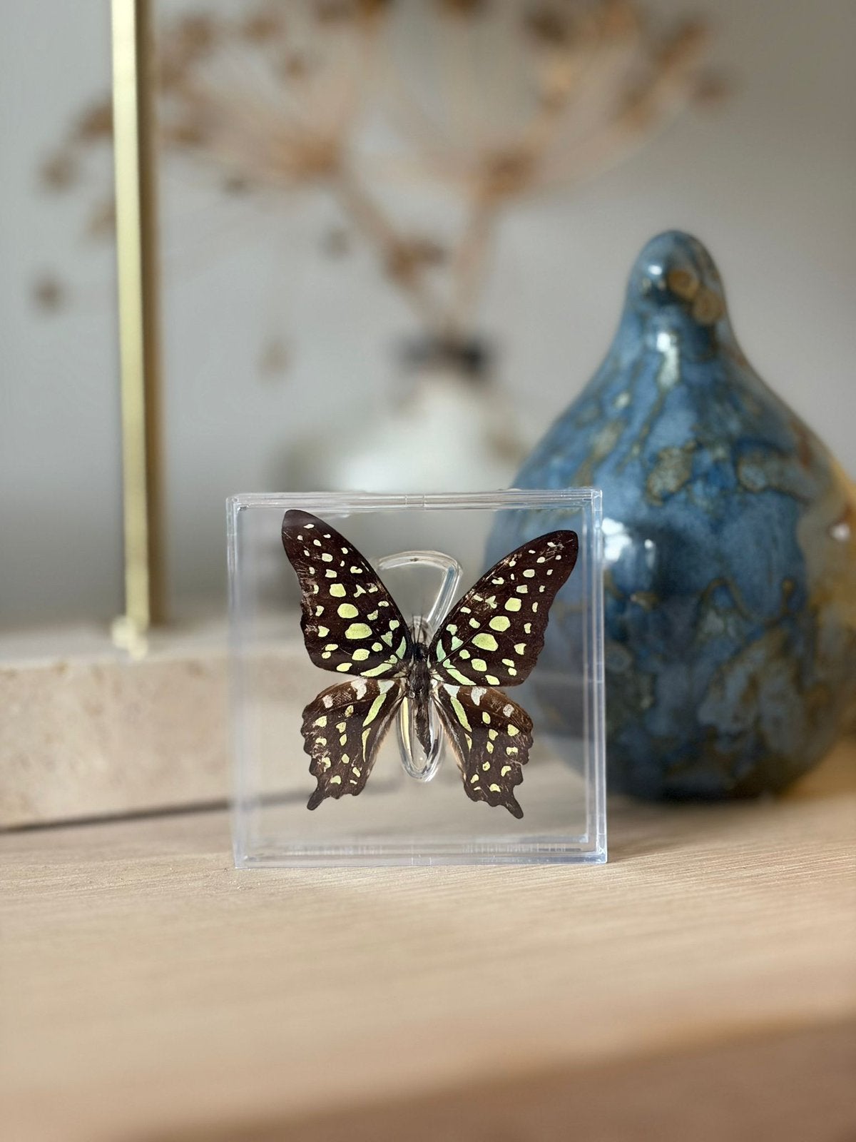 Opgezette vlinder in display, Ophalen of Verzenden, Nieuw, Insect, Opgezet dier