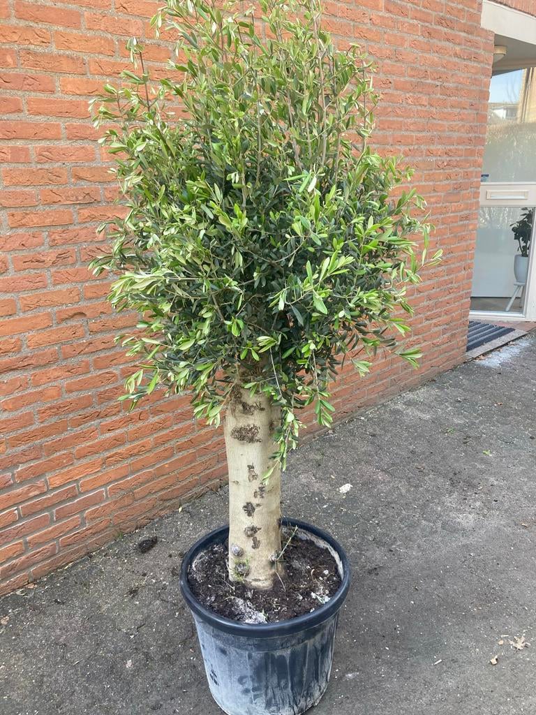 Olijfboom in pot super dikke stam, Tuin en Terras, Planten | Tuinplanten, Ophalen, Volle zon, Vaste plant, Bloeit niet