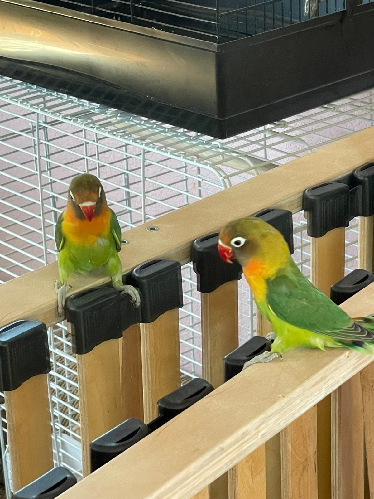 Prachtige en Lieve Agapornis Dwergpapegaai Lovebird Handtam, Meerdere dieren, Dwergpapegaai of Agapornis, Geringd