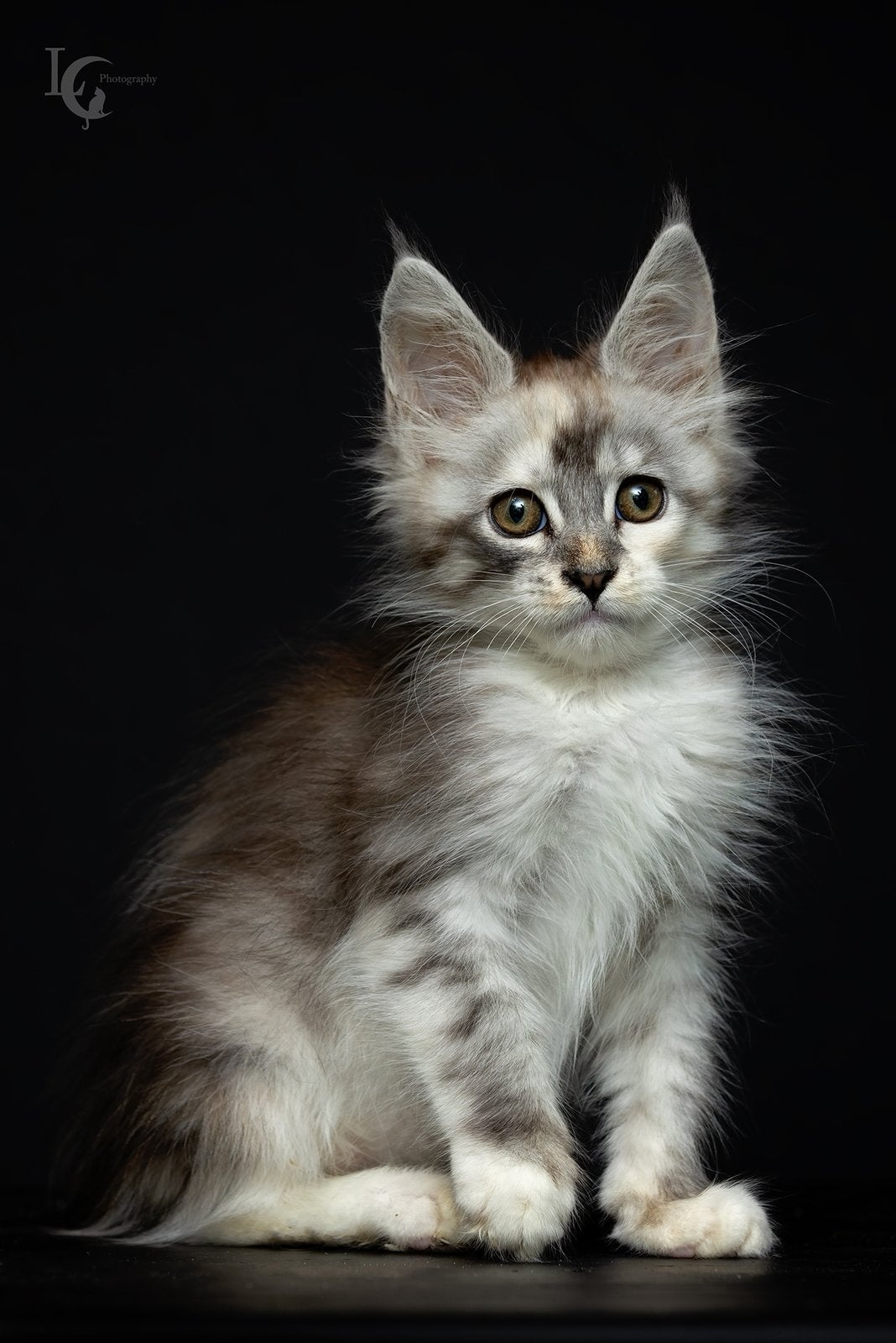 Main Coon  kittens met stamboom, Dieren en Toebehoren, Meerdere dieren, Met stamboom