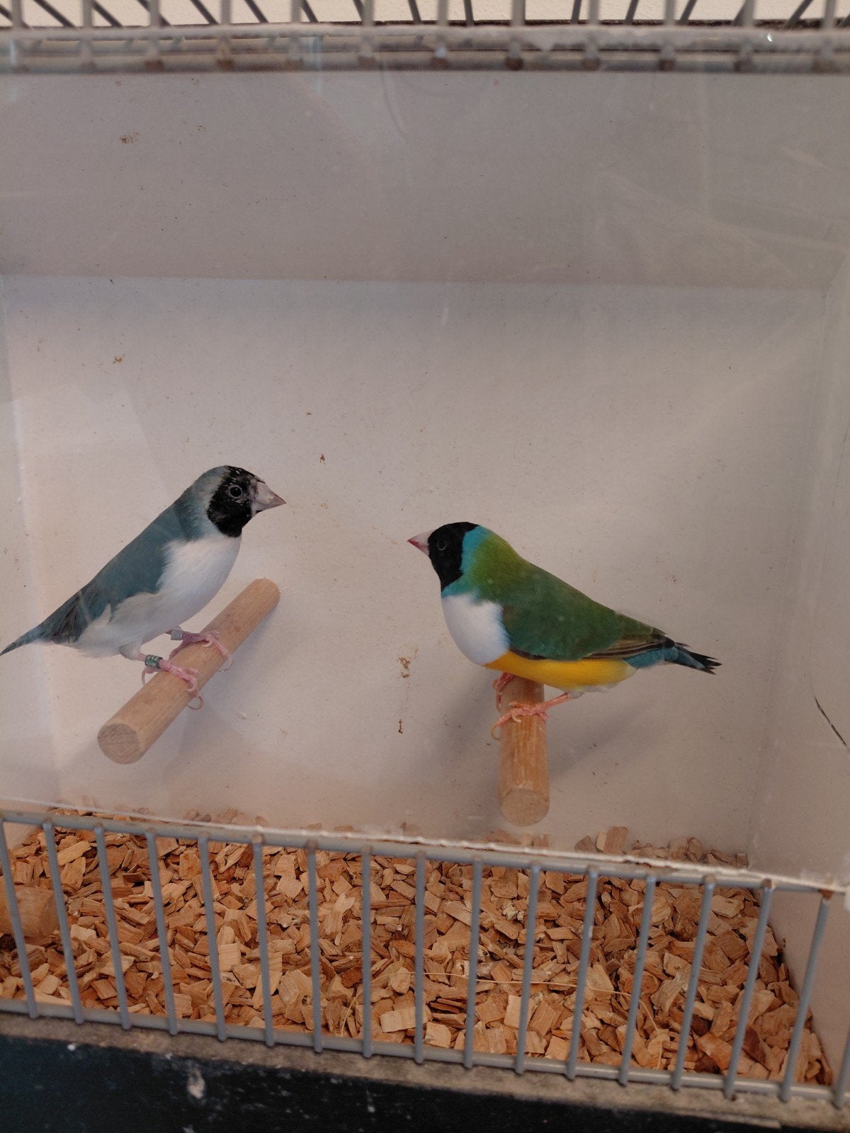 Te koop koppel gouldamadines, Dieren en Toebehoren, Vogels | Overige Vogels, Meerdere dieren, Geringd